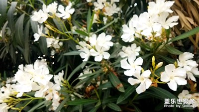 花花草草之 夾竹桃再拍