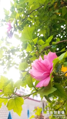 花花草草之 木槿再拍