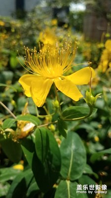 花花草草之 金絲桃再拍