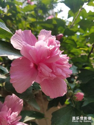 花花草草之 自種的木槿