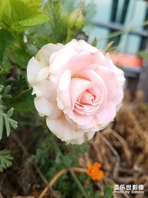 花花草草之 服務(wù)區(qū)的粉月季