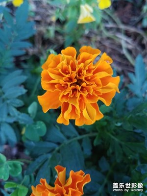 花花草草之 萬壽菊2