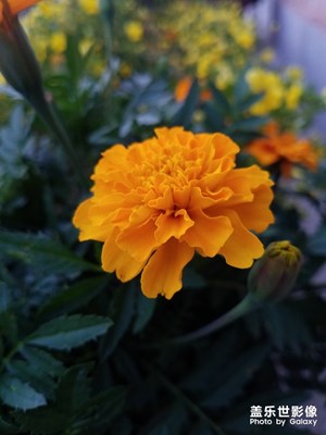 花花草草之 萬壽菊1