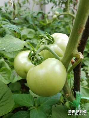 蔬果之 西紅柿長(zhǎng)大了