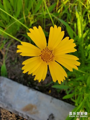 路邊的野花