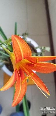 才知道“黃菜花”有一個特文藝的名字“忘憂草”！