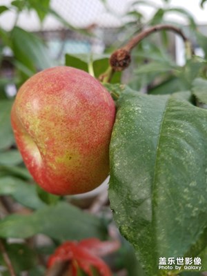 蔬果之 桃熟了