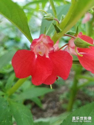 花花草草之 紅色鳳仙花