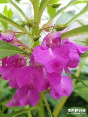 花花草草之 紫色鳳仙