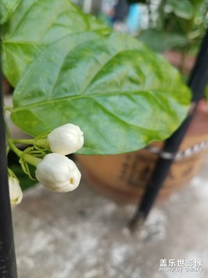花花草草之 含苞待放的茉莉