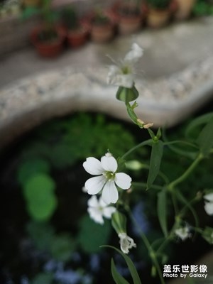 花花草草之 王不留行
