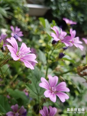 花花草草之 老鸛草