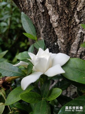 花花草草之 芳香撲鼻的梔子花
