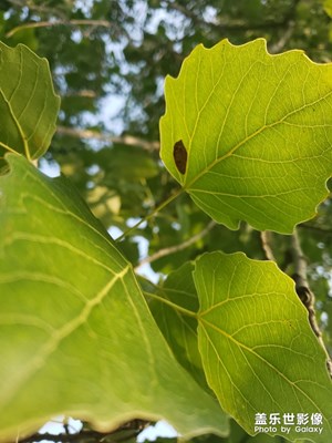 我自己拍的，雨后青島的中山公園，禁止盜圖?。。。?！我