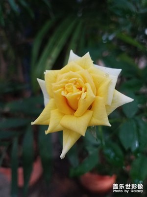 花花草草之 黃月季