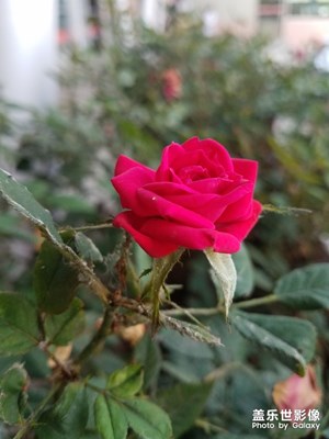 花花草草之 紅月季