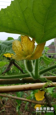 南瓜花。