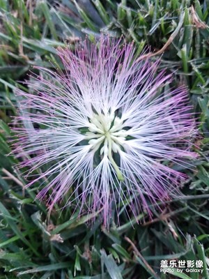 花花草草之 合歡之落