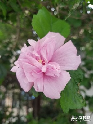 花花草草之 木槿再遇