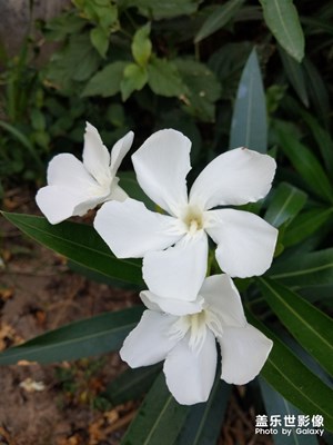 花花草草之 周邊的夾竹桃