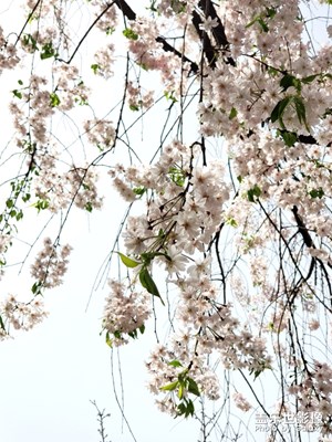 春景，西安青龍寺晚櫻