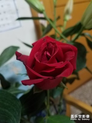 我的父親節(jié)禮物