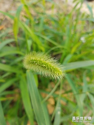 花花草草之 樓下野草