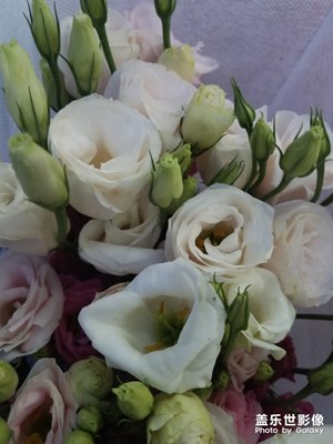 花花草草之 傍晚的洋桔梗