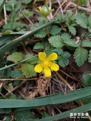 花花草草之 小野花的美麗
