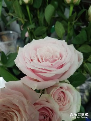 花花草草之 粉粉的月季