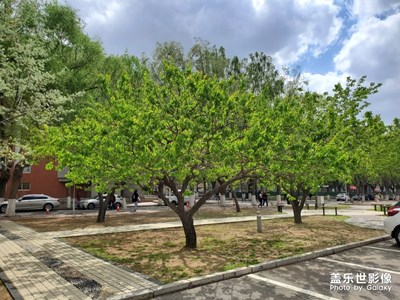 學(xué)校一景