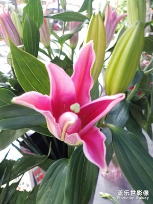 花花草草之 紅百合