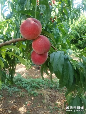 【走進(jìn)夏天】＋桃子熟了。。。