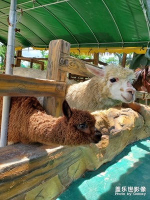 【走進(jìn)夏天】+ 長廊生態(tài)園的動物
