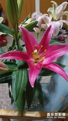 花花草草之 百合開了