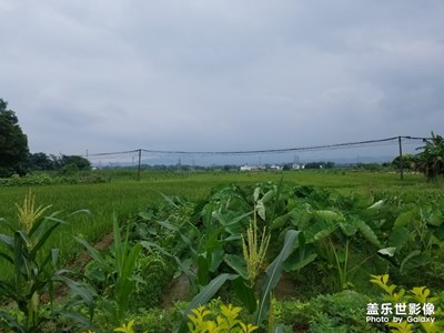 【走進(jìn)夏天】+夏日農(nóng)村
