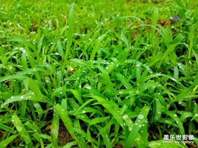 雨后小草