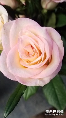 花花草草之 粉月季