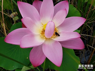 【走進(jìn)夏天】小小荷塘