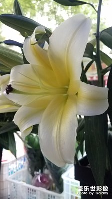 花花草草之 香水百合