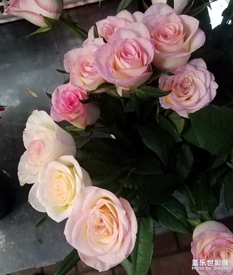 漏發(fā)的幾張