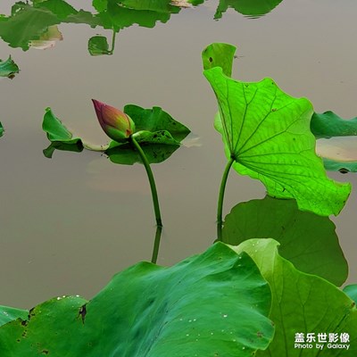 一池渾水，幾片殘荷。