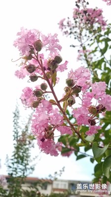 大明湖畔的“紫薇”