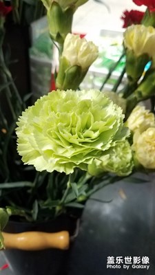 最后幾枝康乃馨