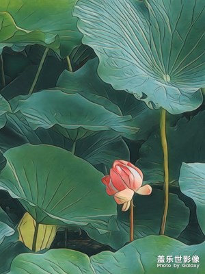 手機(jī)拍攝    我眼中的夏日荷花