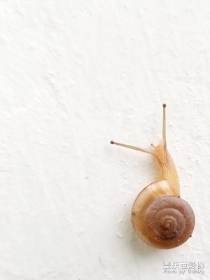 蝸牛