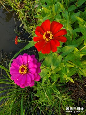 路邊的小花。。。。。