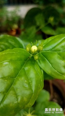 “老”和“幼”