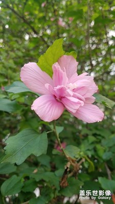 花花草草之 晨拍木槿