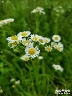 家鄉(xiāng)的花花草草